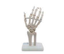 ARTICULACIÓN DE MANO TAMAÑO NATURAL