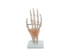 ARTICULACIÓN DE MANO CON LIGAMENTOS