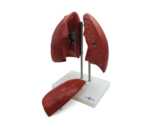PULMONES EN 4 PARTES TAMAÑO REAL