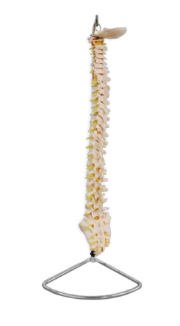 COLUMNA VERTEBRAL TAMAÑO NATURAL