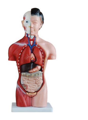 TORSO FEMENINO DE 42 CM