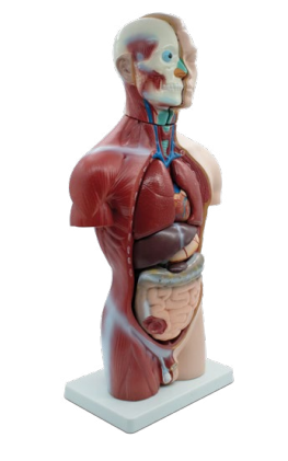 TORSO MASCULINO DE 42 CM