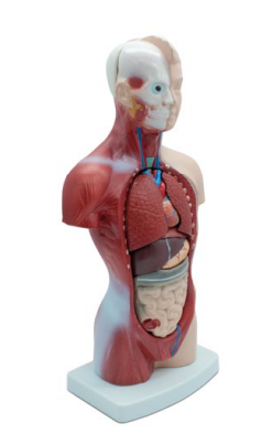 MINI TORSO DE 26 CM