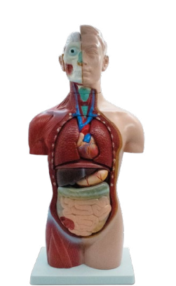 TORSO NEUTRAL UNISEX DE 42 CM
