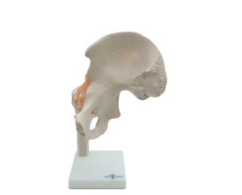 ARTICULACIÓN DE CADERA TAMAÑO NATURAL