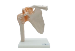 ARTICULACIÓN DE HOMBRO TAMAÑO NATURAL