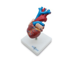 CORAZÓN DE TAMAÑO NATURAL EN 2 PARTES