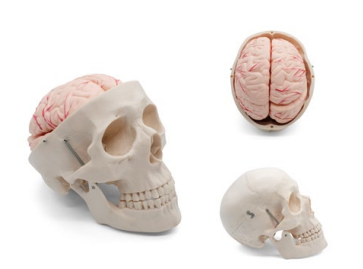CRÁNEO CON CEREBRO 8 PIEZAS