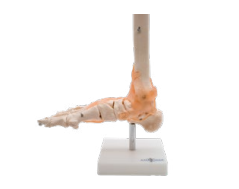 ARTICULACIÓN DE PIE CON LIGAMENTOS TAMAÑO REAL