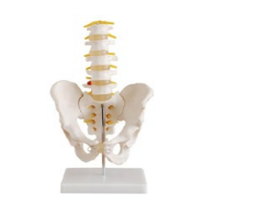 PELVIS CON 5 VERTEBRAS LUMBARES TAMAÑO REAL