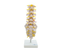 JUEGO DE 5 VERTEBRAS TAMAÑO REAL