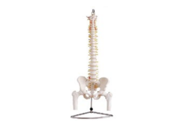 COLUMNA VERTEBRAL CON PELVIS Y FEMUR, TAMAÑO REAL