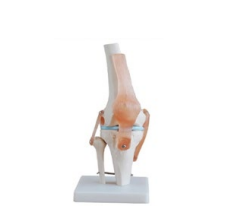 ARTICULCIÓN DE RODILLA
