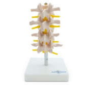 SET LUMBAR 4 PIEZAS